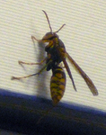 bee.jpg