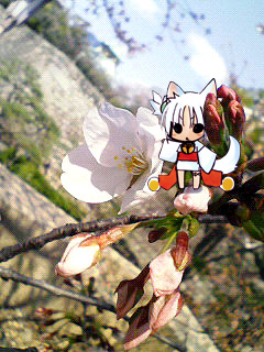 sakura.jpg